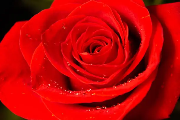 Close up of bright red rose with drops of dew