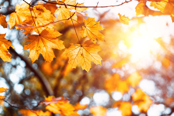 istock Colorful maple leaves on a background of trees 1297998016