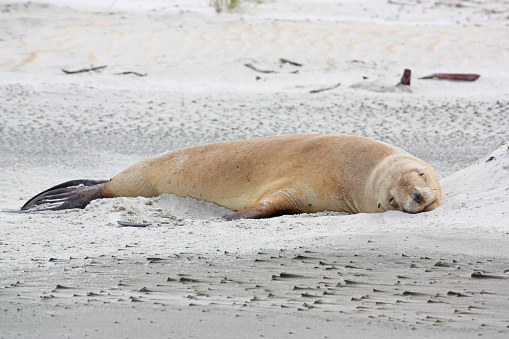 New Zealand sea lion (Phocarctos hookeri) sleeping in Sandfly beach, New Zealand