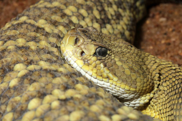 istock Mexican West Coast Rattlesnake (Crotalus basiliscus) 1297999207