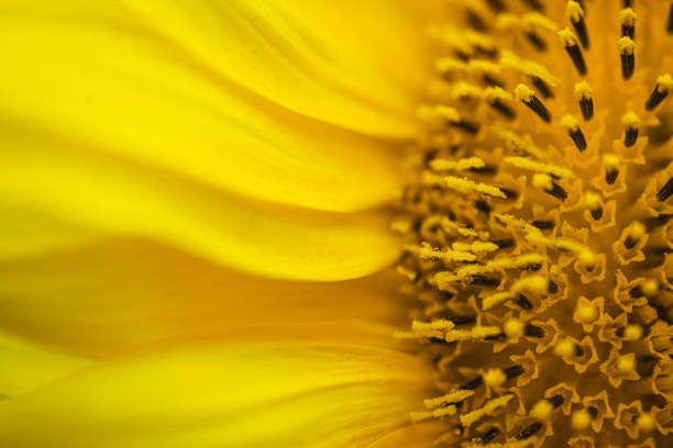 Sunflower up close background
