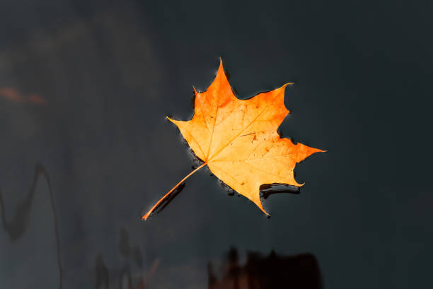 istock The yellow maple leaf floats on the dark water 1298000621