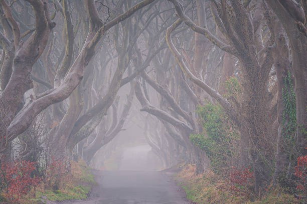 couvertures foncées en automne, irlande du nord, lecteur mystique de limite d’arbre et brouillard. europe - treelined forest tree summer photos et images de collection