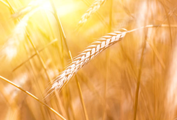 wheat spica closeup in a wheat field during the sunset when the harvest is ripe, agricultural background
