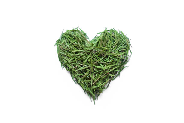 istock Heart shape made of spruce thorns on pure white background 1298001903