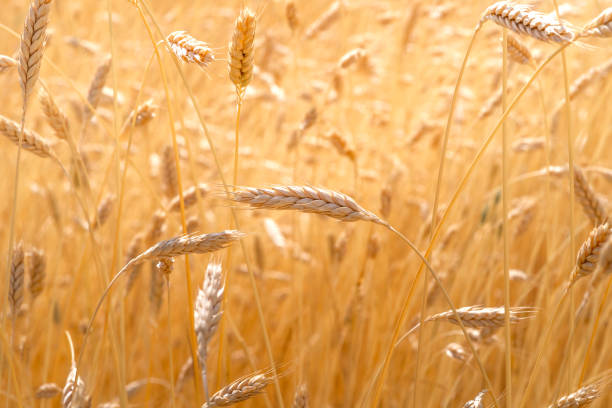 istock wheat spica in a wheat field during the sunset 1298001928