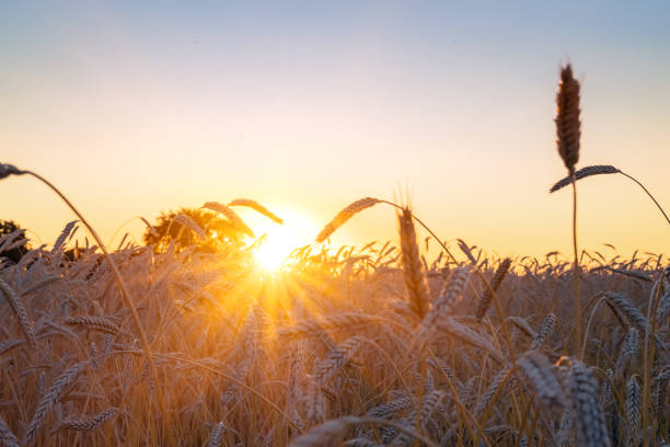 istock ears in a wheat field during the sunset 1298001977