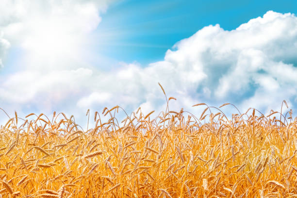 istock gold ears of wheat against the blue sky 1298001994