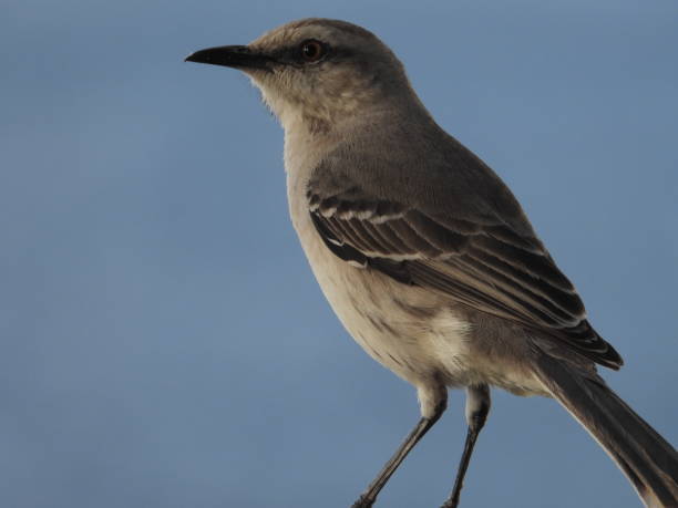 istock Close up on caribbean starling 1298003114