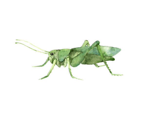 decorative green grasshopper in profile, invertebrate insect, voracious locust decorative green grasshopper in profile, invertebrate insect, voracious locust, color illustration on a white background in watercolor technique painted grasshopper stock illustrations