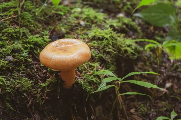 Close up of an orange mushroom wet from rain on the forest floor
