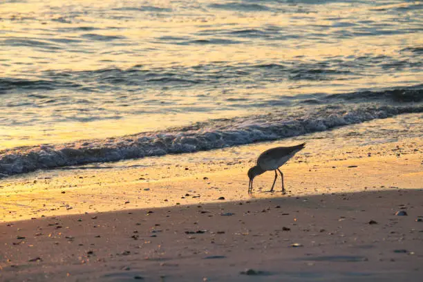 A sandpiper walking along the shoreline at sunrise