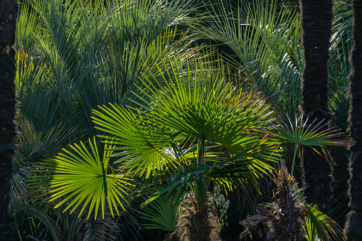 The sub tropical climate on Tenerife gives a possibility to grow plenty of different palm species in the public parks in in Santa Cruz which is the main city on the Spanish Canary Island Tenerife