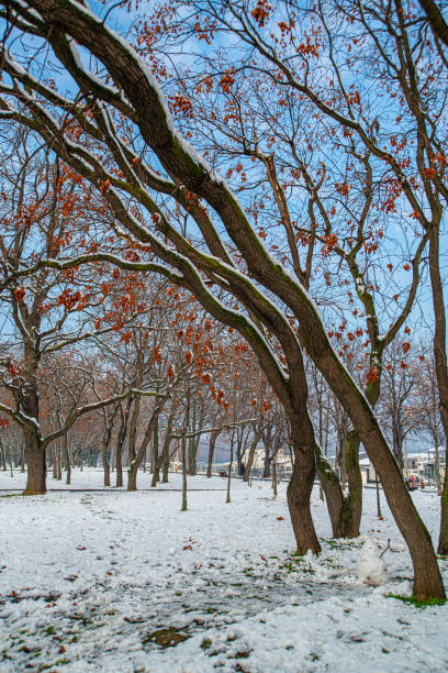 istock Beautiful park under the snowy cold weather 1298006506