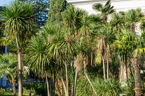 Lush green long leaves on trunk Cordyline australis, commonly known as cabbage tree or cabbage-palm. Exotic plant in city park Sochi