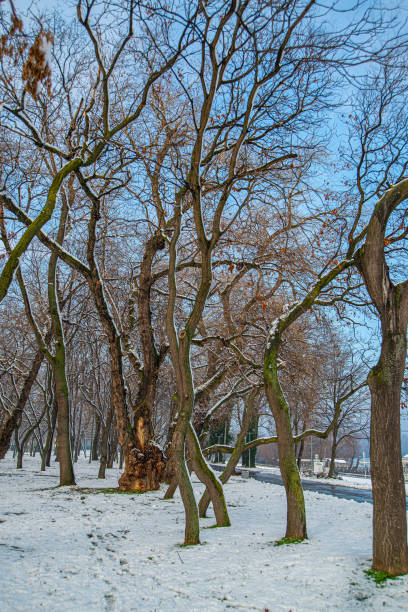 istock Beautiful park under the snowy cold weather 1298006663