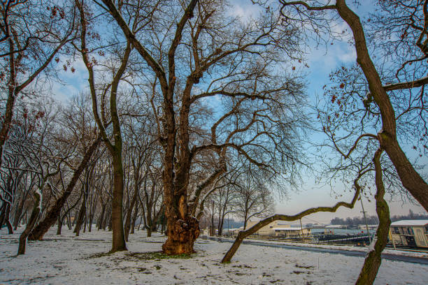 Beautiful park in the Belgrade, Serbia under the snowy cold weather