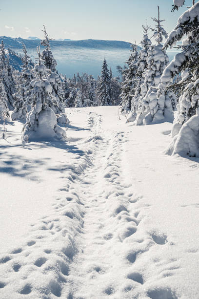 istock Deep path in snow. Bright winter day in spruce forest. 1298006842