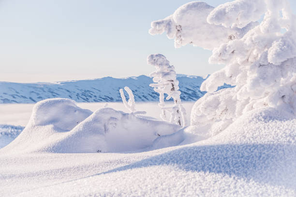 soothing winter landscape with snowy forest. frozen fir trees in soft pink light of fresh morning - color image light pink dramatic sky imagens e fotografias de stock