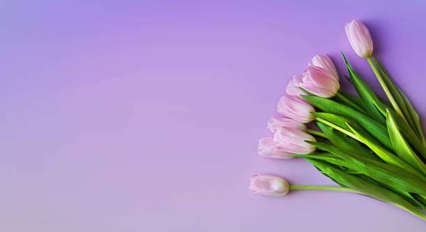 istock bouquet of pink tulips on a delicate background 1298007769