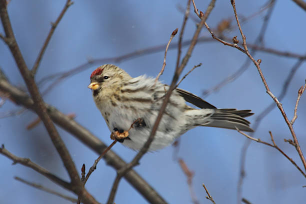 istock Arctic Or Hoary Redpoll Bird 1298007805