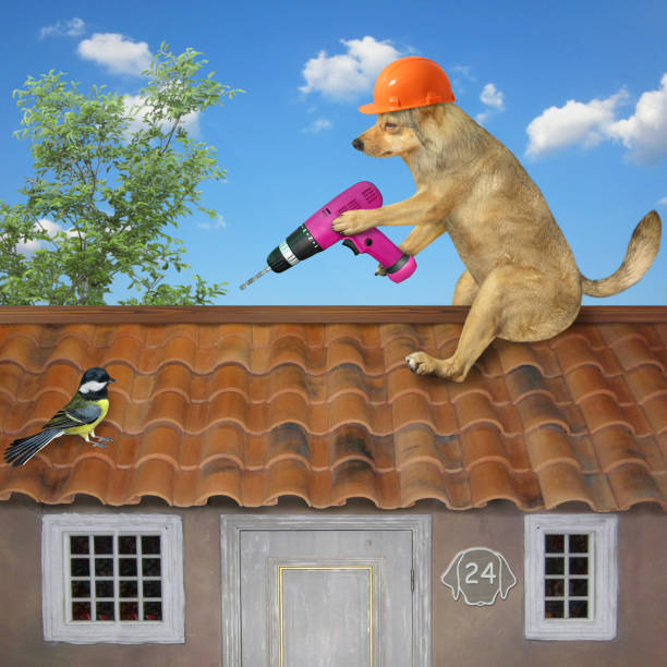 istock Dog with electric drill on roof 2 1298008914