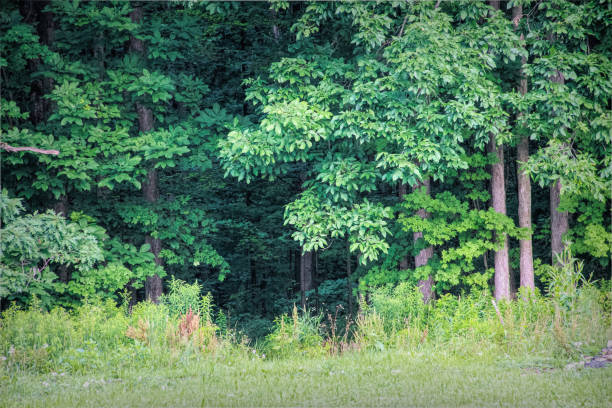 istock Nature - Welcome to the Forest 1298009186