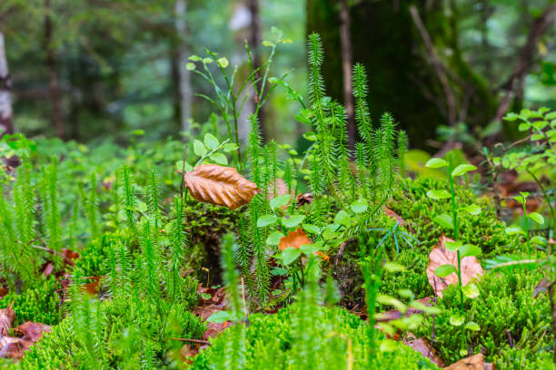closeup green wet forest glade in a moss