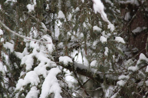 istock Snowy landscape in winter 1298011090