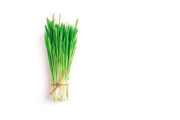 grüne weizentriebe werden in einem bündel gesammelt und mit einem seilfaden auf weißem hintergrund gebunden - wheatgrass nutritional supplement antioxidant grass stock-fotos und bilder
