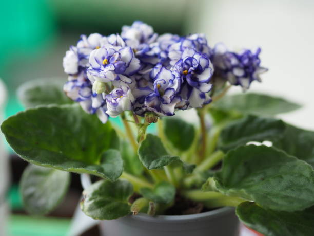 istock colorful flower in the garden 1298013206