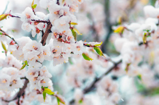 istock Flowers apricot tree in spring when fell out the last snow 1298013327