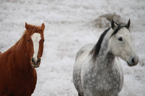 cavalli nel gelo - horse winter dapple gray gray foto e immagini stock