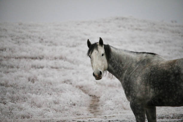 American Quarter Horse in a scenic frost covered pasture meadow on a ranch in North Dakota in the December winter.