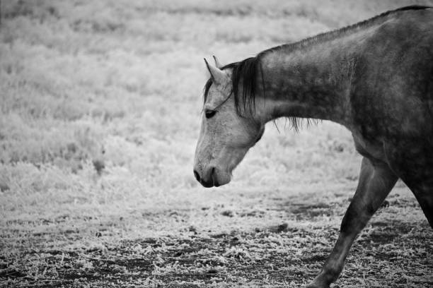 istock Horse Walking in Frost 1298014786