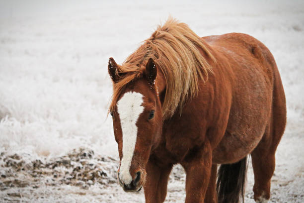 istock Horse in Frost 1298014794