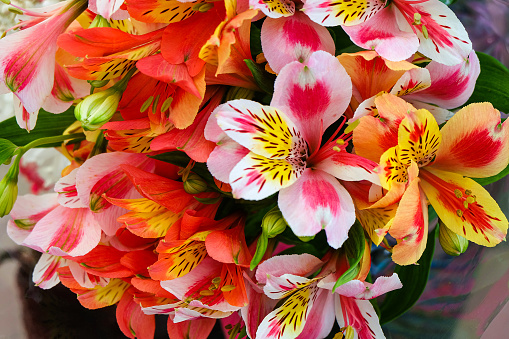 Red-yellow and pink-white natural alstroemeria flowers