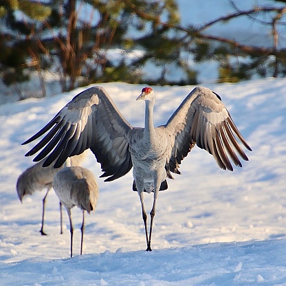 Two pairs of Sandhill cranes dancing during mating rituals in Monte Vista, Colorado USA.