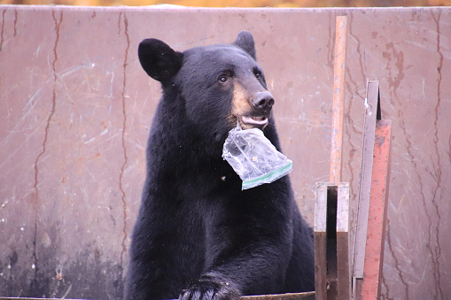 An American black bear (ursus americanus) sits in a dumpster with a baggie stick in its mouth while looking for food. With winter approaching, he needs to put on weight quickly so he can hibernate.