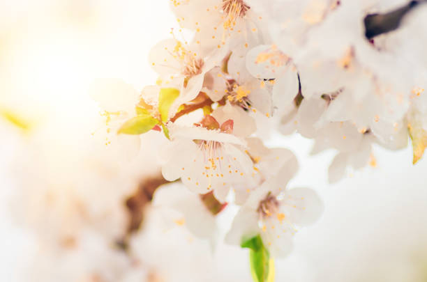 istock Flowers apricot tree in spring when fell out the last snow 1298016297