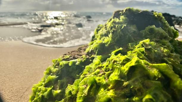 green growing kelp on a rock somewhere on a beach - maui, hi kelp gull stock pictures, royalty-free photos & images