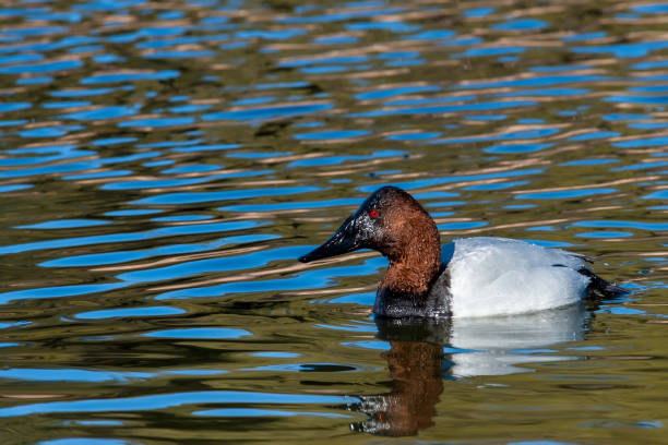 Male Canvasback Duck Swimming The Canvasback (Aythya valisineria) is a large diving duck, the largest in North America.  The duck’s common name is based on its white back looking like a blank painter’s canvas.  The canvasback has a wedge-shaped head and long neck. The adult male has a black bill and a reddish head and neck.  The male’s sides, back, and belly are white resembling the textured weave of a canvas.  The adult female (hen) also has a black bill with a light brown head and neck.  The chest, sides and back are brown.  The canvasback’s primary breeding habitat is in the North American prairie potholes. It prefers to nest among the protective cover of cattails and bulrushes.  Other important breeding areas are the river deltas of Saskatchewan and the Alaskan interior.  The canvasback migrates to wintering grounds in the mid-Atlantic states, lower Mississippi Valley or along the California coast.  Brackish bays and marshes with abundant aquatic vegetation and invertebrates are ideal wintering habitat.  The canvasback feeds mainly by diving but also gets food by dabbling.  A favorite food of the canvasback are the tubers of the sago pondweed but also eats buds, seeds, roots, snails and insect larvae.  This male canvasback was photographed while swimming at Walnut Canyon Lakes in Flagstaff, Arizona, USA. male north american canvasback duck aythya valisineria stock pictures, royalty-free photos & images