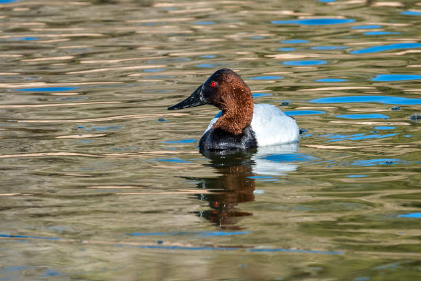 Male Canvasback Duck Swimming The Canvasback (Aythya valisineria) is a large diving duck, the largest in North America.  The duck’s common name is based on its white back looking like a blank painter’s canvas.  The canvasback has a wedge-shaped head and long neck. The adult male has a black bill and a reddish head and neck.  The male’s sides, back, and belly are white resembling the textured weave of a canvas.  The adult female (hen) also has a black bill with a light brown head and neck.  The chest, sides and back are brown.  The canvasback’s primary breeding habitat is in the North American prairie potholes. It prefers to nest among the protective cover of cattails and bulrushes.  Other important breeding areas are the river deltas of Saskatchewan and the Alaskan interior.  The canvasback migrates to wintering grounds in the mid-Atlantic states, lower Mississippi Valley or along the California coast.  Brackish bays and marshes with abundant aquatic vegetation and invertebrates are ideal wintering habitat.  The canvasback feeds mainly by diving but also gets food by dabbling.  A favorite food of the canvasback are the tubers of the sago pondweed but also eats buds, seeds, roots, snails and insect larvae.  This male canvasback was photographed while swimming at Walnut Canyon Lakes in Flagstaff, Arizona, USA. male north american canvasback duck aythya valisineria stock pictures, royalty-free photos & images