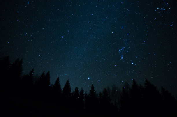 istock Forest against the background of the starry sky 1298016729