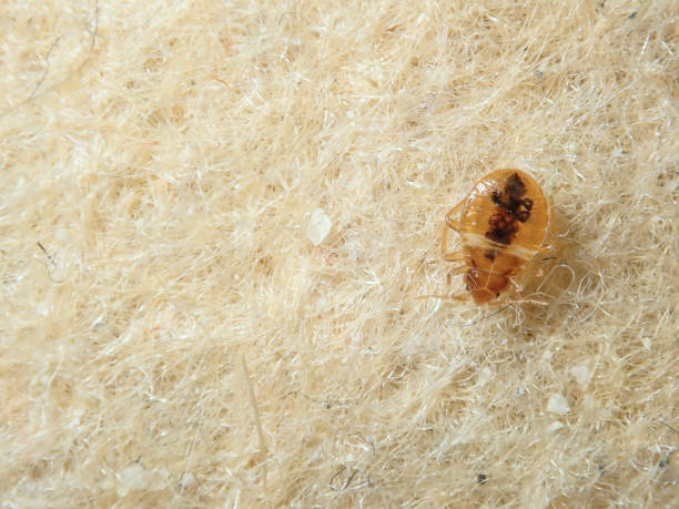 Bed Bug on the upholstery of the sofa. Bed Bug on the upholstery of the sofa parasite infestation stock pictures, royalty-free photos & images