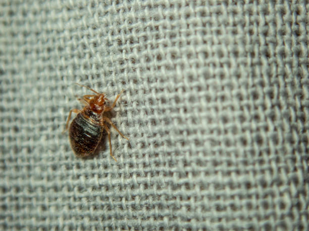 istock Bed bug crawling on the sheet. Household parasite. Close-up photo 1298017399