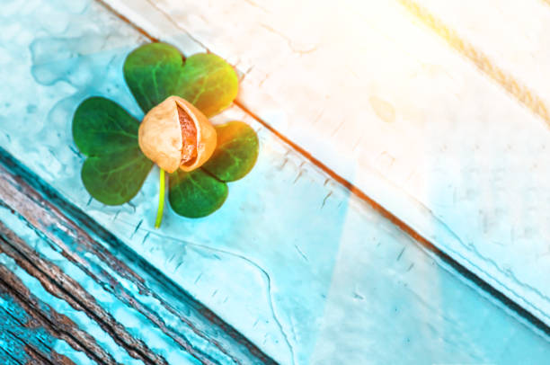 pistachio nut lying on a shamrock a beer snack on St. Patrick's Day