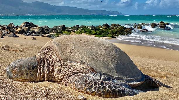 istock one resting green sea turtle on the warm maui sands - closeup 1298017549