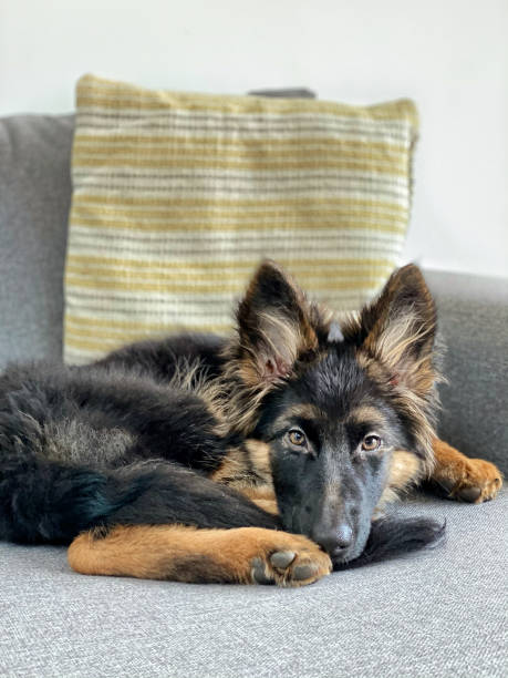 istock GSD puppy on couch 1298018854