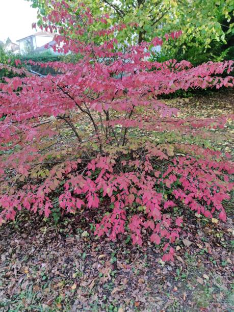 istock Red Bush Shrub Summer Bush 1298019779